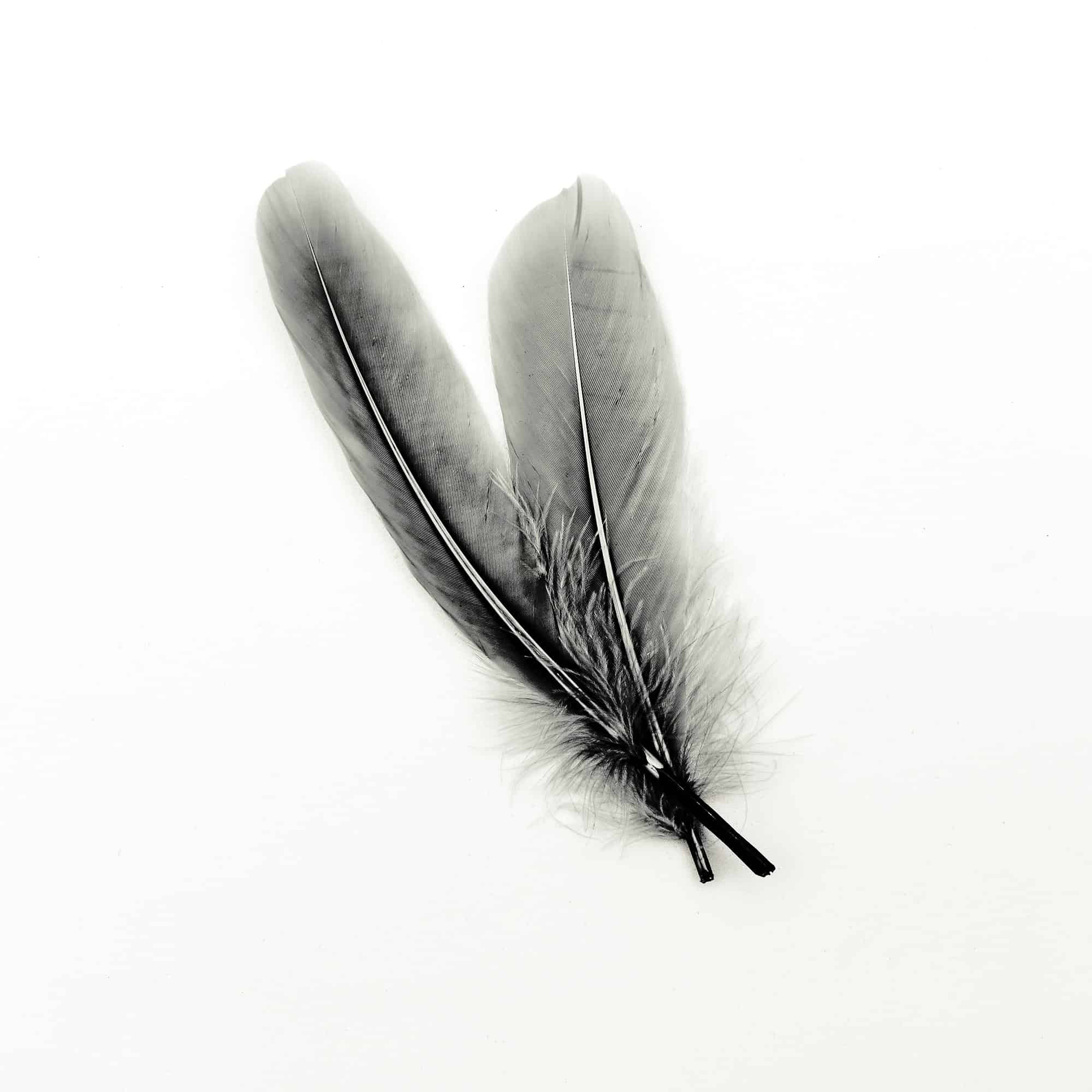 Feathers black and white art gallery