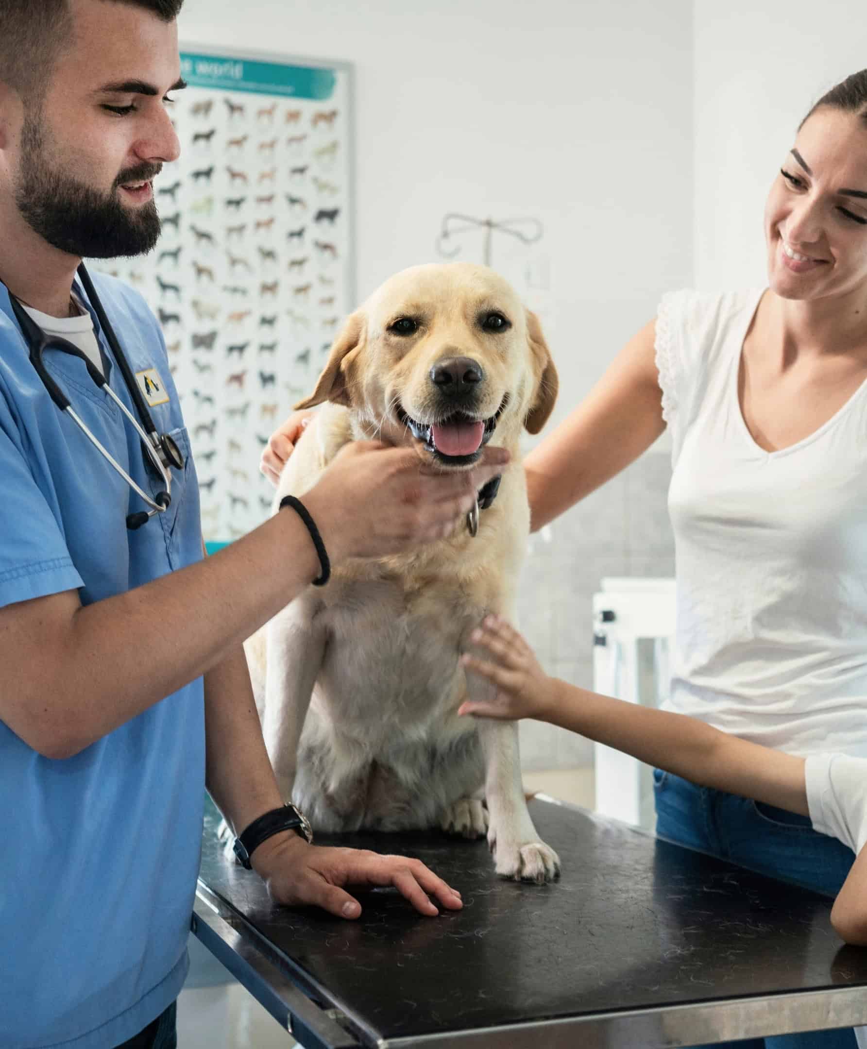 Een dierenarts onderzoekt samen met de eigenaar een Labrador in een dierenkliniek.