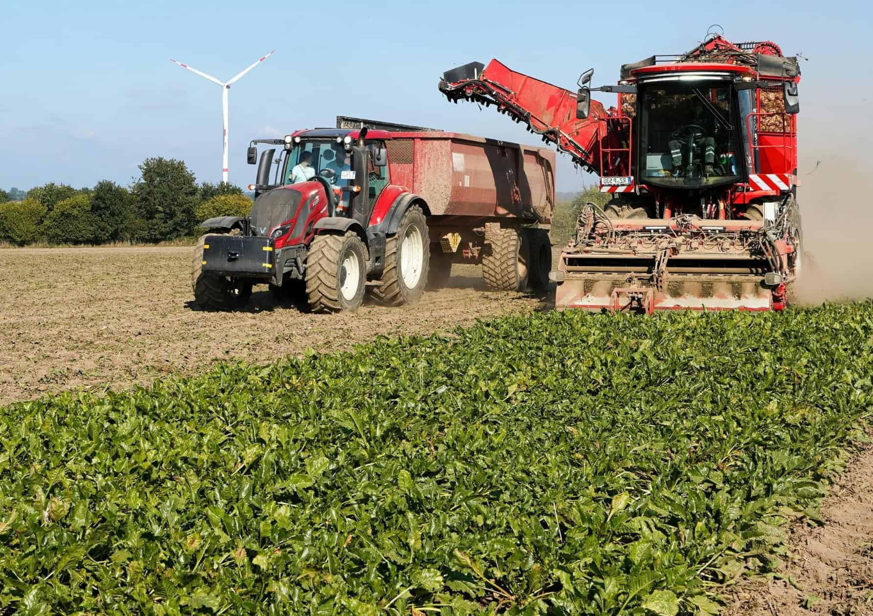 Sugar beet harvester and tractor working a commercial crop field in the farming, livestock, and aquaculture industry.