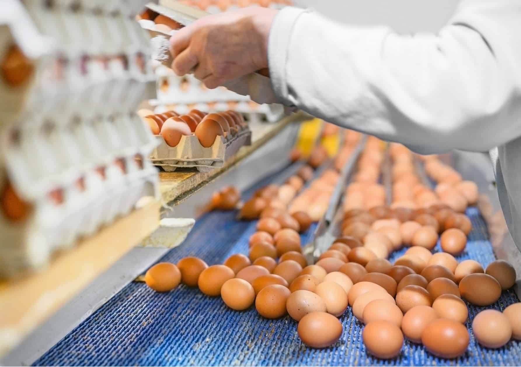 Worker sorting eggs on a commercial processing line in the food production and processing industry.
