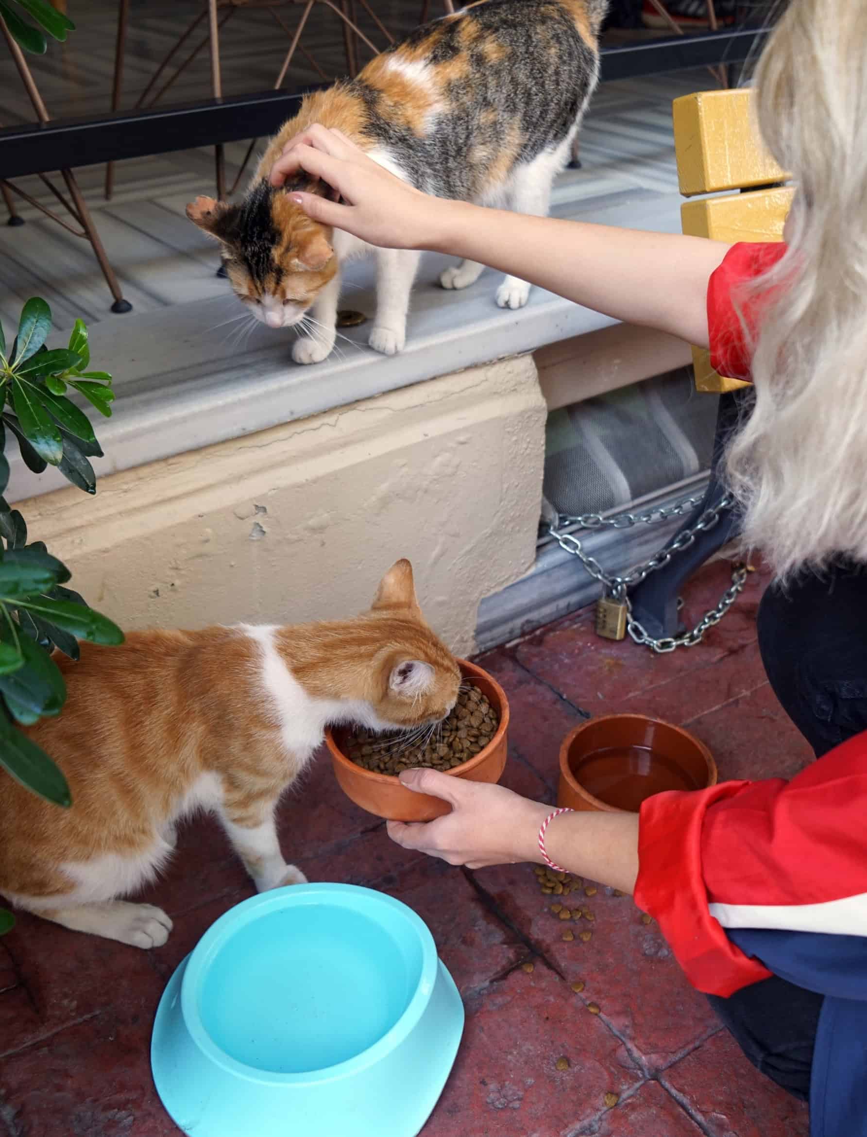 Person hand-feeding a cat from a bowl while petting another cat outdoors, illustrating pet care.