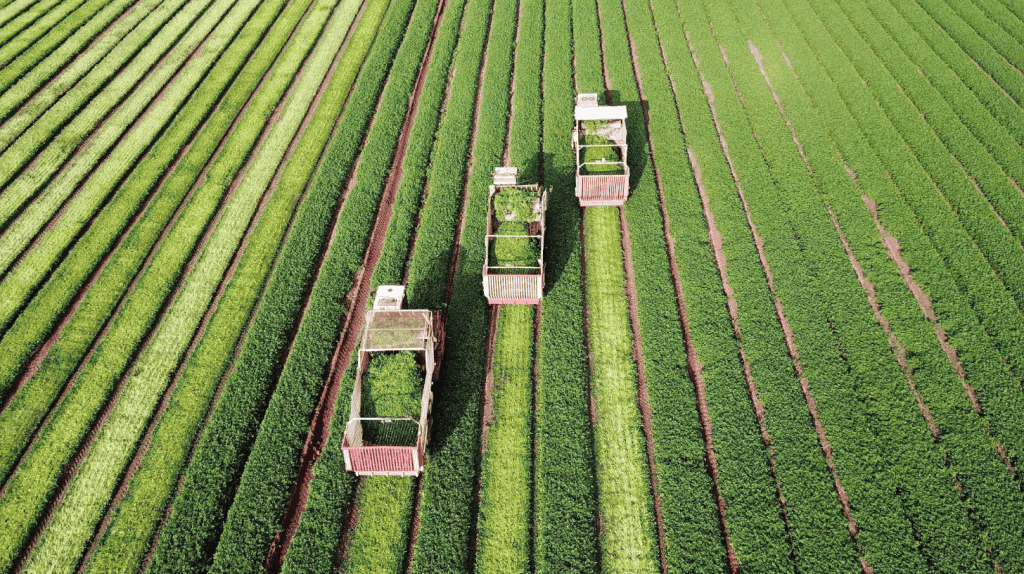 Aerial view of harvest machinery in row crops, the seasonal window agriculture executive search firms plan around.